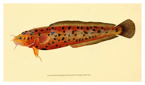 002--The natural history of British fishes 1802-Edward Donovan