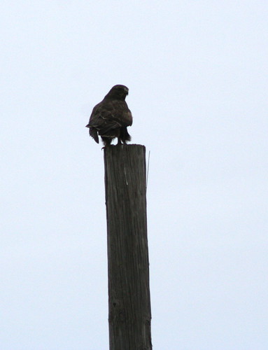 Dark Phase Rough-legged Hawk