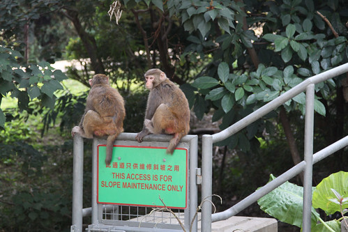 Feral monkeys in the Kowloon Hills, sitting on top of a slope access stairway