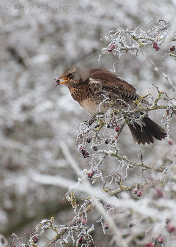 Fieldfare with berry