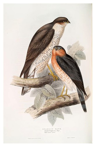 007-Gavilan- The birds of Europe Tomo I-1837- John Gould