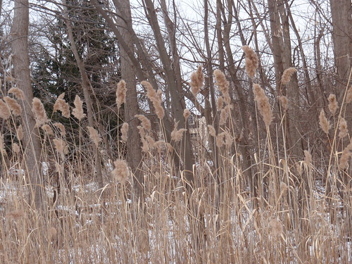 Looking Through the Cattails