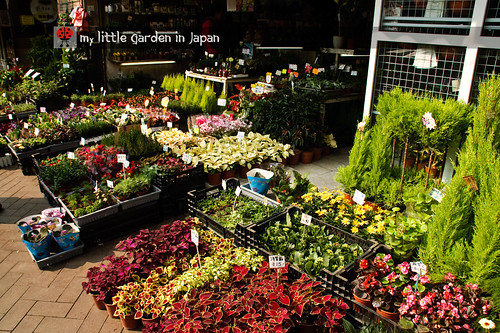 Hong-kong-flower-market-1