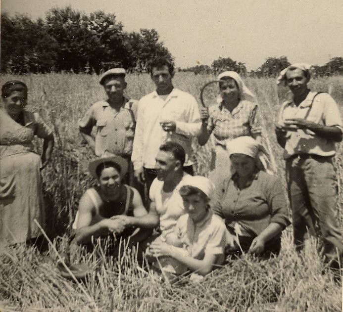 The Wheat Harvest and Memory: Returning to Calabria