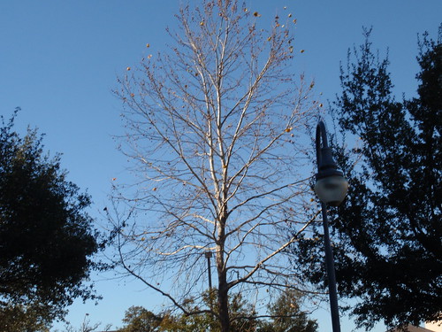 Trees on West Campus