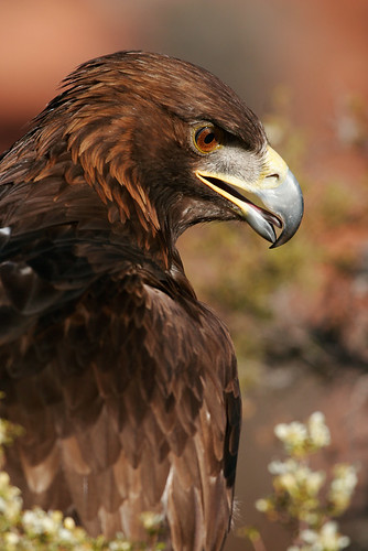 Golden Eagle-4.jpg