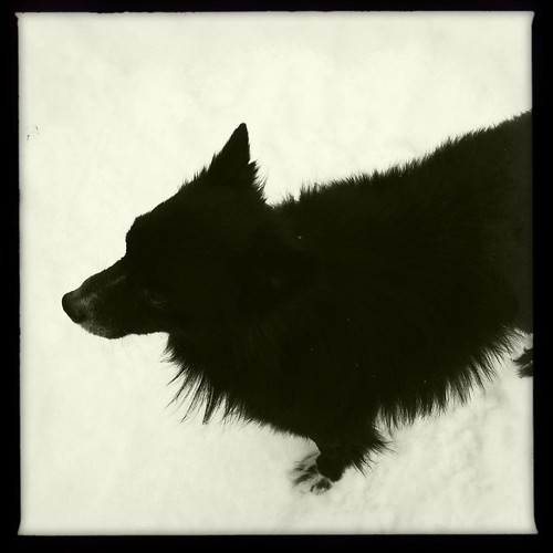 Dogs in the snow, 4 of 4: Ralph