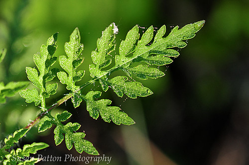 wgreen_leaf