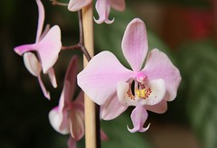 Phalaenopsis schilleriana by blumenbiene, on Flickr