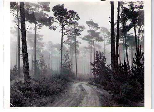 ansel adams photography road. Road and Fog, Ansel Adams