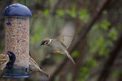 Tree Sparrow 17