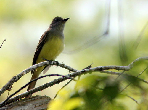 Great Crested Flycatcher 2-20110313