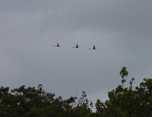Three flamingos in the sky