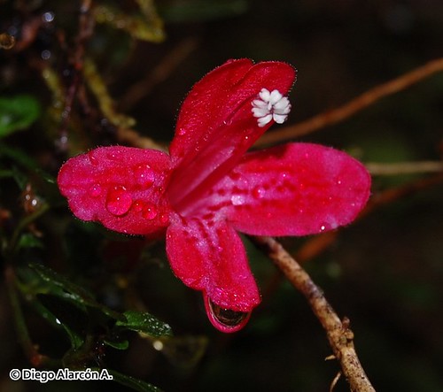 Detalle de la flor de la Estrellita (<i>Asteranthera ovata</i>) en el Parque Nacional Alerce Andino, Regin de Los Lagos.