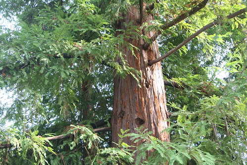 Neighbor's Redwoods