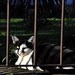 Animais: cão e gatos - Animaux: chiens et chats - Animals: dogs and cats - Fotos: Rê Sarmento