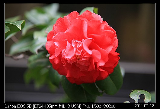 20110212Tea_Flower