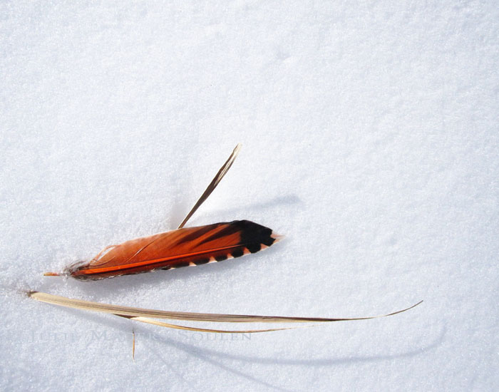 a single orange feather resting on a blanket of sparkling snow