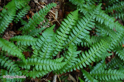Hojas o frondes de <i>Blechnum microphyllum</i>, cubriendo el piso bajo el bosque de araucarias en el Parque Nacional Huerquehue, Región de la Araucanía.