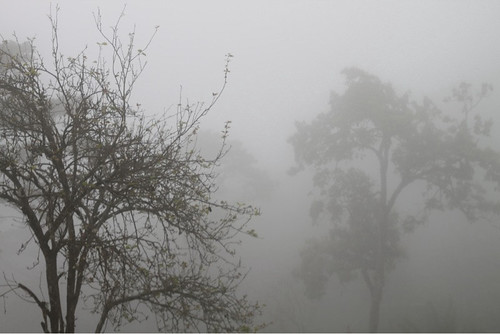 Misty trees