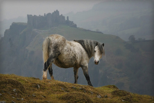 Wales Castle Horse