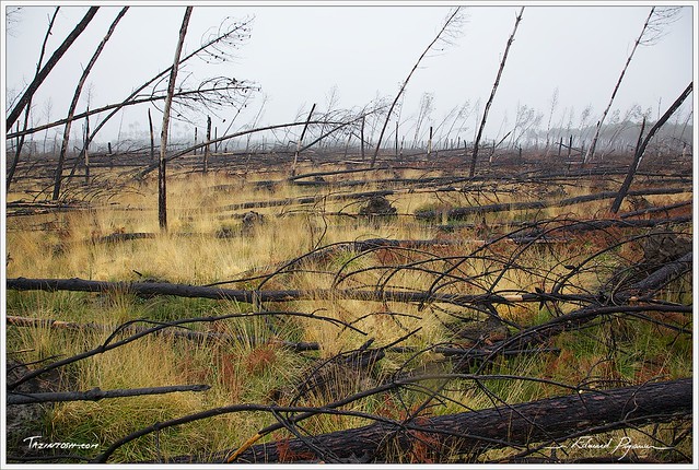 Forêt landaise dévastée | Devastated forest in Landes