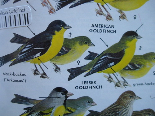 Goldfinch ID