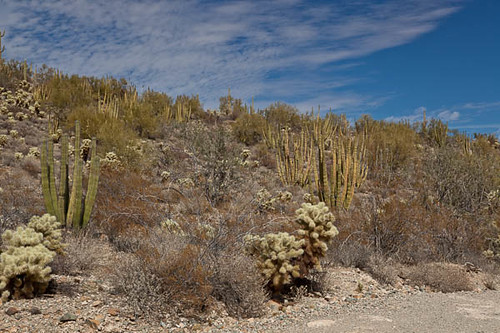Southern Mountain Side--Cactus Habitat