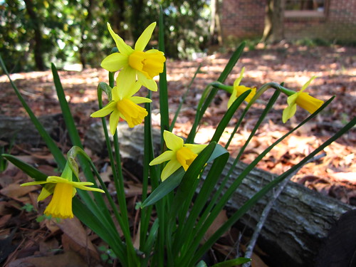 Mini daffodils.