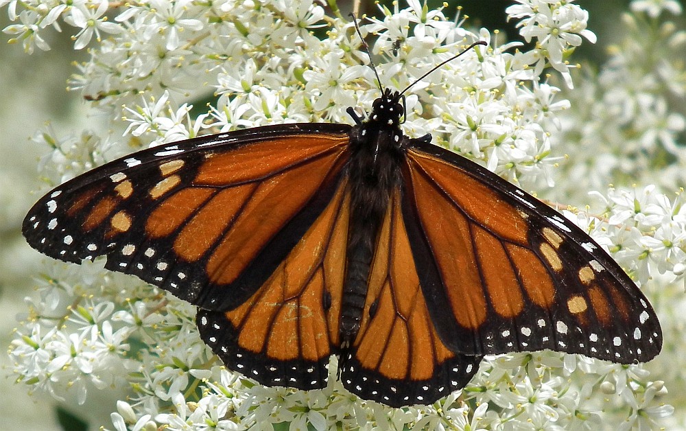 monarch butterfly 08