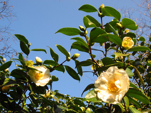 Camellia in Cannizaro Park