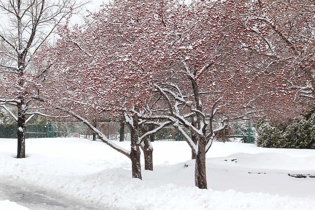 Apple Trees in the Snow
