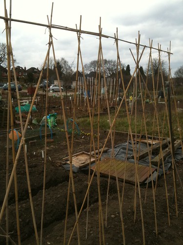 Allotment 12th March 2011