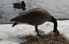 Hungry Goose