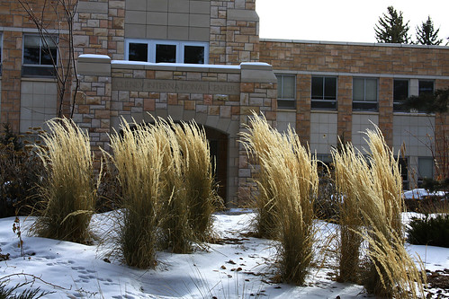 UW Campus in Winter