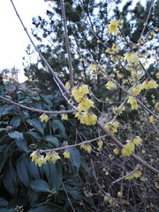 Chimonanthus praecox v. luteus