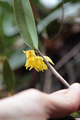 Octomeria grandiflora (Orchidaceae)