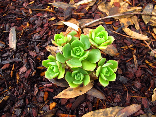 Echeveria sp. by magneticmoon