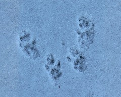 Squirrel Tracks in Snow - 1