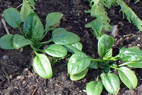 winter spinach