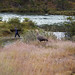 Cauquen común nel Parque National Tierra del Fuego
