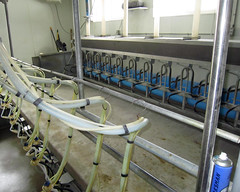 Sheep milking parlor