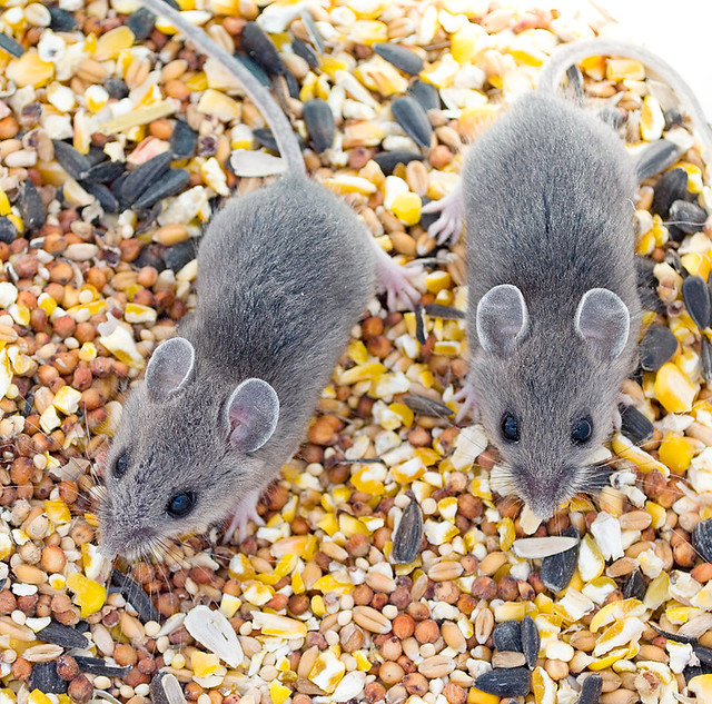 Mice in the feed