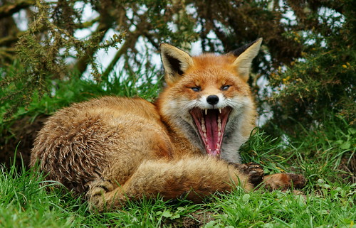 フリー写真素材|動物|哺乳類|イヌ科|狐・キツネ|口を開ける|欠伸・あくび|