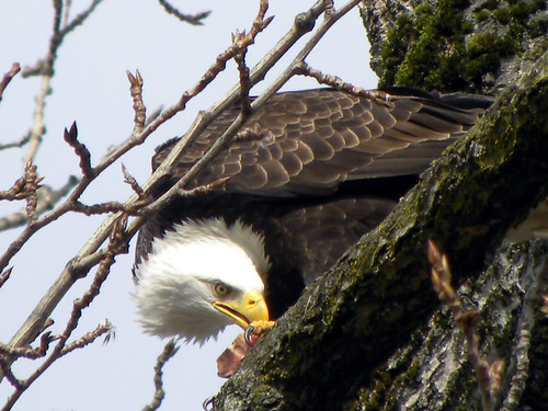Eagles at Vanier Park