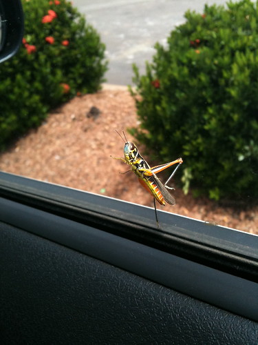 Grasshopper Hitchhiker