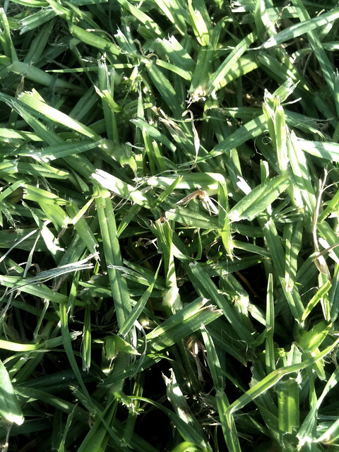 Thursday grass