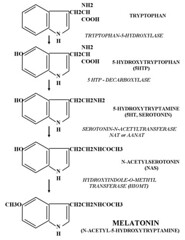 Serotonin pathway