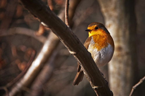 フリー写真素材|動物|鳥類|ヒタキ科|ヨーロッパコマドリ・ロビン|