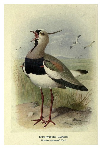 012-Avefria con espuelas en las alas-Birds of La Plata 1920- William Henry Hudson 